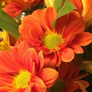 Meet your Posher, Marcia